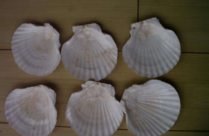 紫菜育苗貝殼 紫菜育苗貝殼